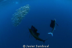 Sailfish hunting sardines in a baitball, great experience... by Javier Sandoval 